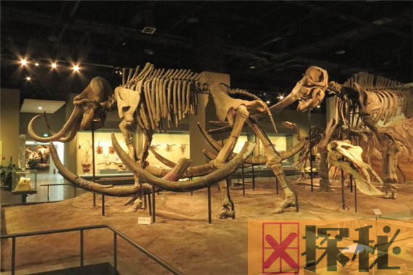 剑齿象存活于数千万年前 每天需要数十吨的食物