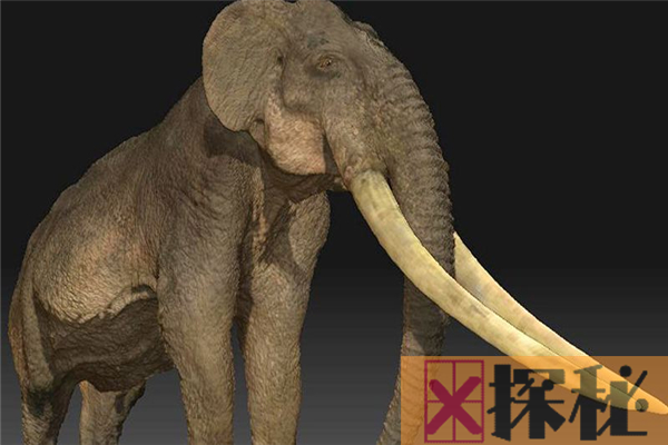 剑齿象存活于数千万年前 每天需要数十吨的食物