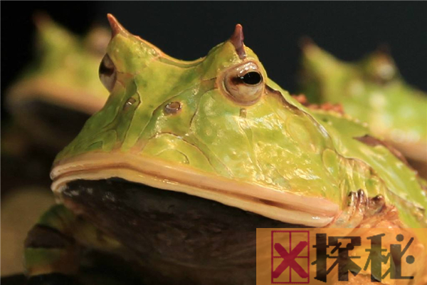 角蛙的祖先是什么？