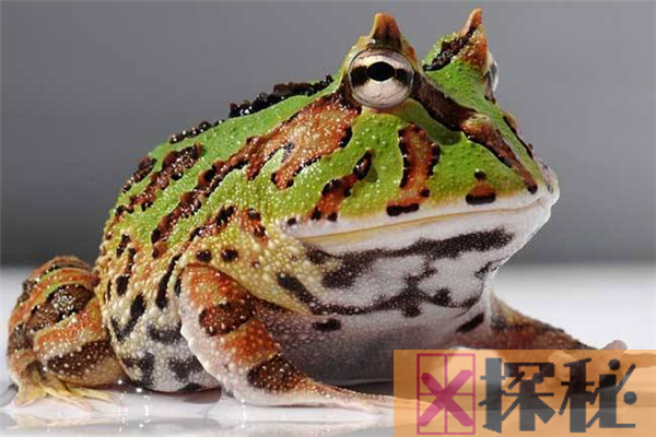角蛙的祖先是什么？