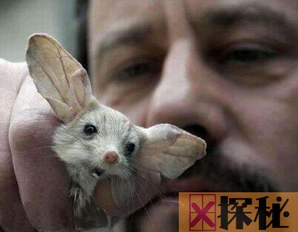 沙漠中的米老鼠长耳跳鼠：体型娇小耳朵大而长相当可爱