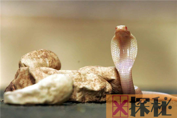白化眼镜王蛇全身灰白长约5米 被它咬上一口直接死亡