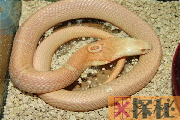 白化眼镜王蛇全身灰白长约5米 被它咬上一口直接死亡