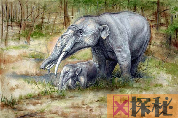 古齿象是始祖象的近亲 拥有四颗铲状牙齿(极为独特)
