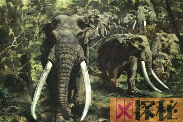 古菱齿象是体型最大的大象 一头成年象可达10-14吨