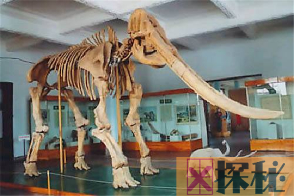 互棱齿象和现代象体型极为相似 牙齿长达3-4米(堪比身长)