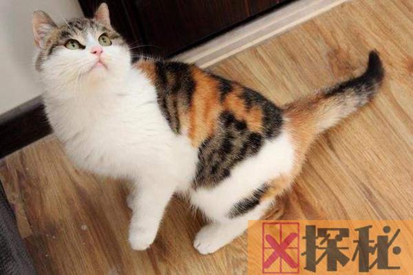 中华田园猫分为哪几种，哪一种猫咪是你的菜