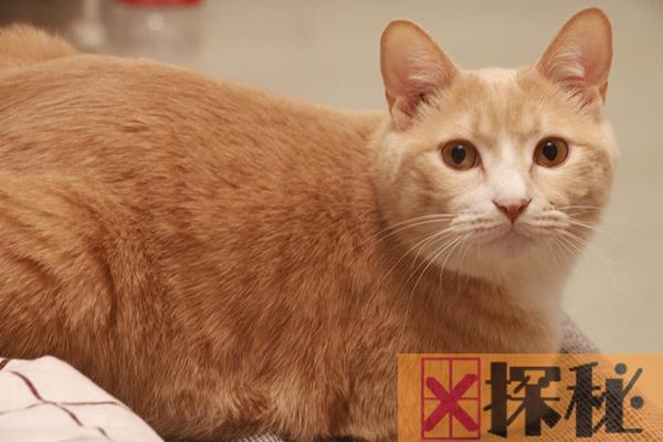 中华田园猫分为哪几种，哪一种猫咪是你的菜