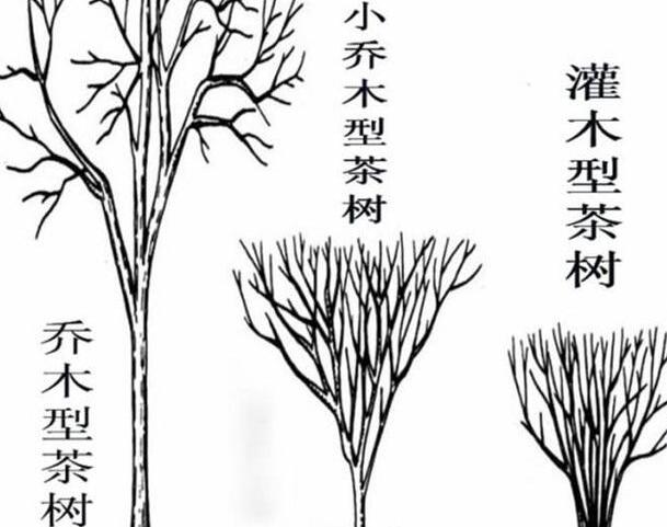 乔木和灌木的区别，乔木高6米有明显主干/灌木低6米无明显主干
