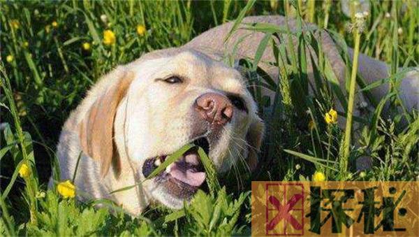 狗狗为什么喜欢吃草?狗狗吃草的原因是什么