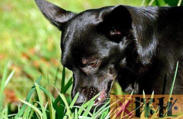 狗狗为什么喜欢吃草?狗狗吃草的原因是什么
