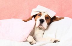狗狗生病的症状表现有哪些?如何判断狗狗是否生病
