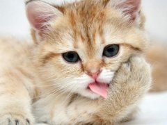 猫为什么会有踩奶的行为?猫咪踩奶表达了什么情绪