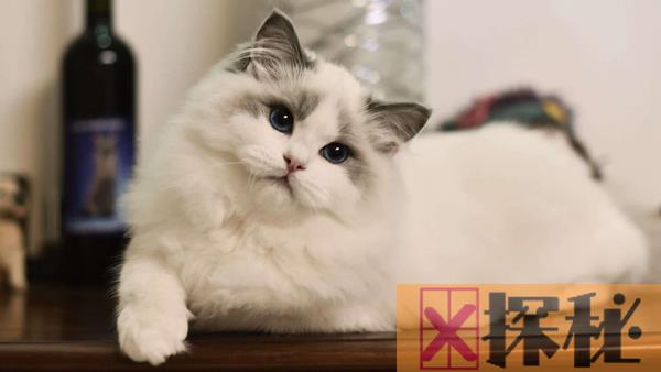 世界上最粘人的五种猫 布偶猫第一长相可爱迷人