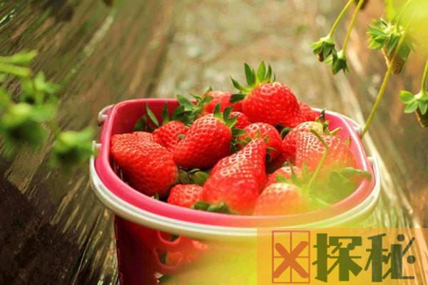 日本最贵的几种水果 第一价格昂贵最低价值150美元一个