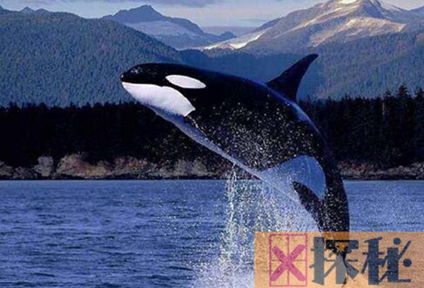 鲸鱼是什么动物类型 它是生活在水中的哺乳动物