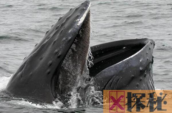 鲸鱼是什么动物类型 它是生活在水中的哺乳动物