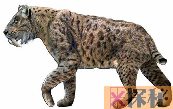 猎豹的祖先是什么动物?该动物有哪些特别之处