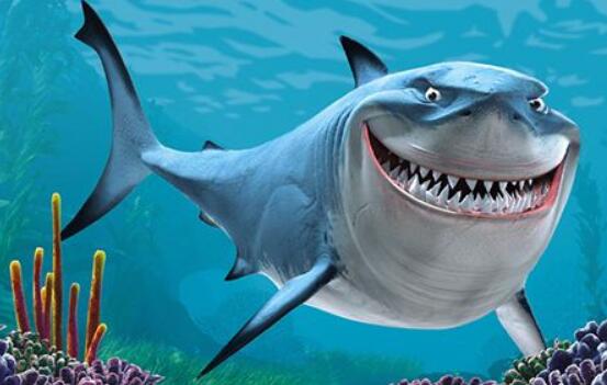 鲨鱼是什么动物类型?这是一种什么样的生物