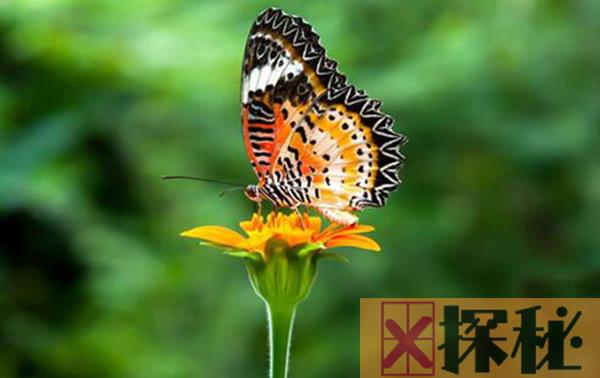 蝴蝶是什么动物类型 它是一种美丽的昆虫