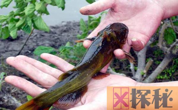 娃娃鱼是什么动物类型 一种能在水中和陆地生活的动物