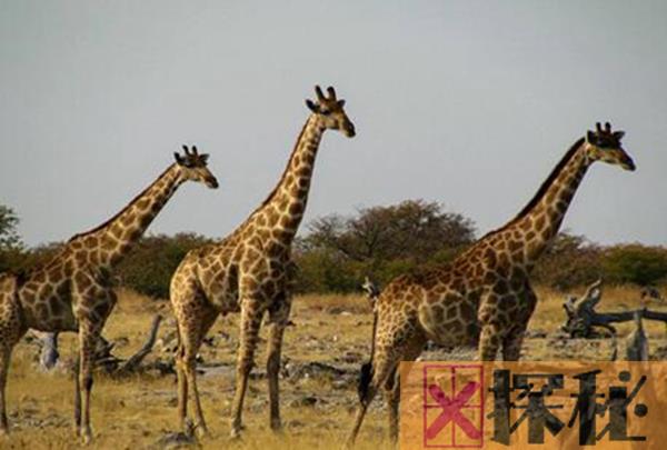 长颈鹿是一种什么样的动物类型 它有哪些特别的地方