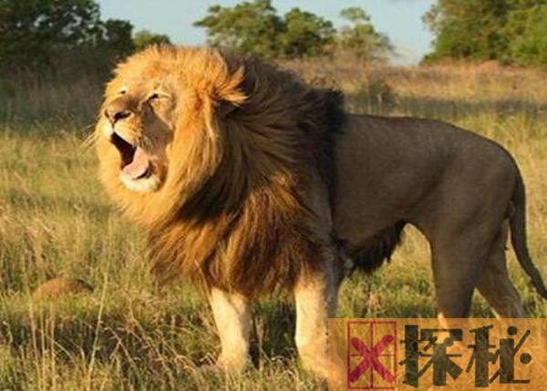 狮子是什么动物类型 它被称为是森林的百兽之王