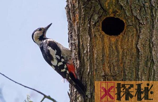 啄木鸟是我国珍惜动物吗 它对森林来说非常有益