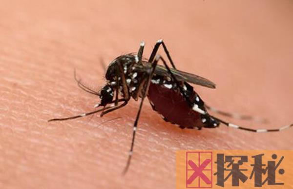 蚊子是什么动物类型 它由哪些特别的生活习性