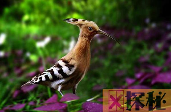 啄木鸟是我国珍惜动物吗 它对森林来说非常有益