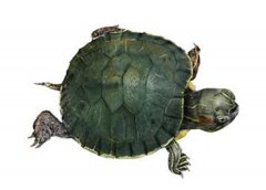 乌龟是什么动物类型 它是一种两栖动物（寿命很长）