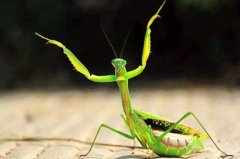螳螂属于什么类的动物？它身上有哪些独特的特性