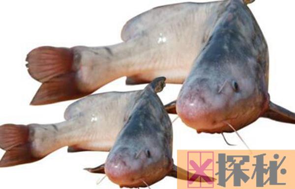 江团鱼的营养价值及功效 江团鱼的做法有哪些