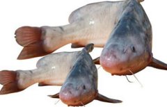 江团鱼的营养价值及功效 江团鱼的做法有哪些