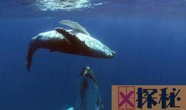 52hz的鲸鱼什么意思 这是世界上最孤独的鲸鱼