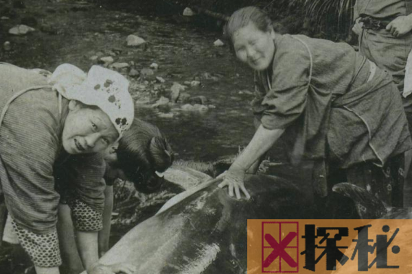 日本人杀海豚七大原因：第一杀海豚节的习俗是源头