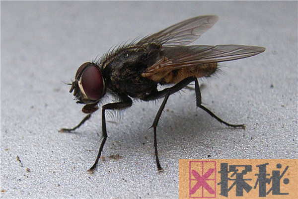 家里有苍蝇怎么妙招驱 用风油精祛除苍蝇的办法