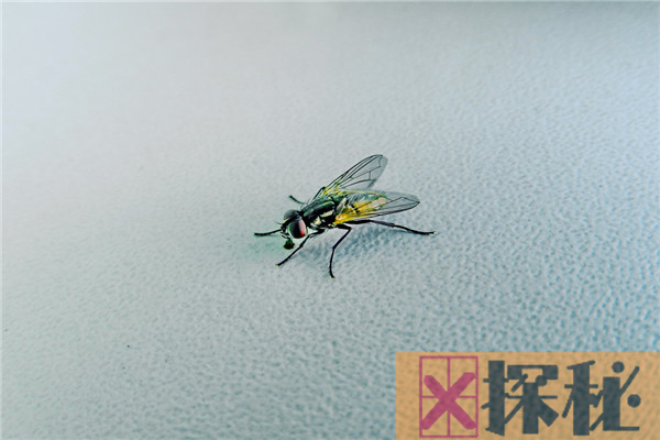 家里有苍蝇怎么妙招驱 用风油精祛除苍蝇的办法