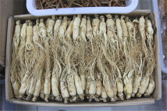 干野山参保质期有多久 干野山参的吃法和作用