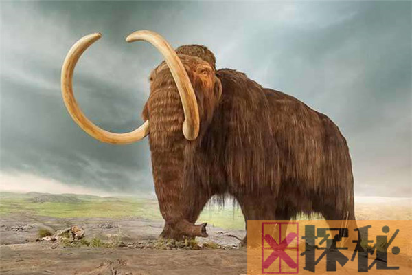 最大的猛犸象叫什么象?比亚洲象大三倍（重达12吨）