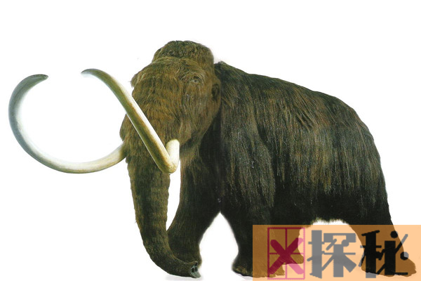 最大的猛犸象叫什么象?比亚洲象大三倍（重达12吨）
