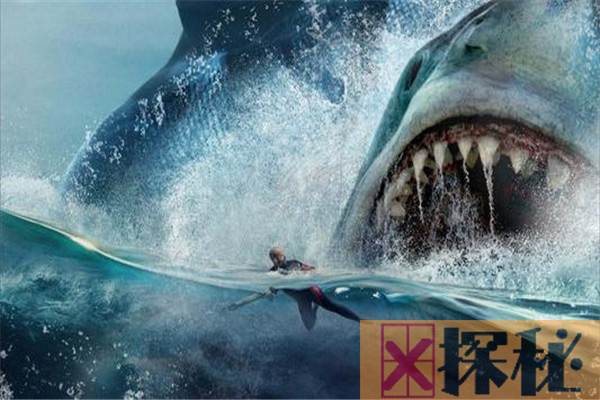 什么鲨鱼能把龙王鲸吃掉? 世界上唯一能匹敌的是巨齿鲨