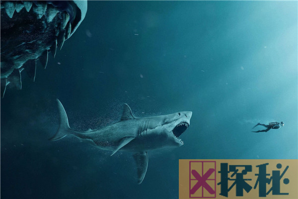 什么鲨鱼能把龙王鲸吃掉? 世界上唯一能匹敌的是巨齿鲨