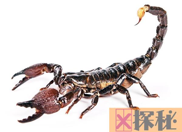 冻死的蝎子还能吃吗 含有一定有害成分（不要吃）