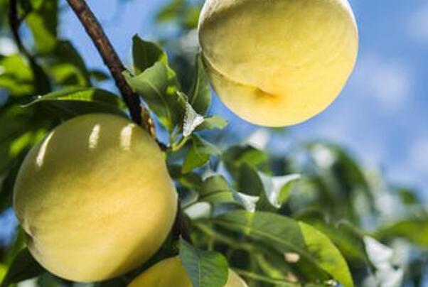 黄桃能和酸奶一起吃吗 吃了黄桃和酸奶会影响健康吗