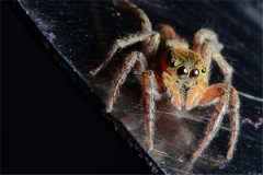 杀虫剂对大蜘蛛无效怎么办 蜘蛛怎么样更好处理