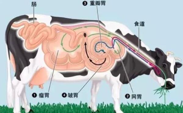 毛肚是牛的第几个胃，第三个胃（牛一共有4个胃）
