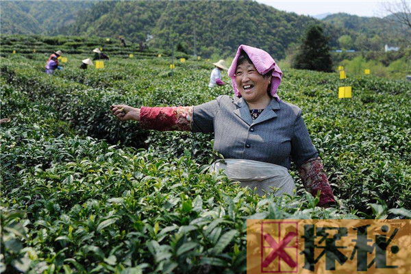 红茶的工艺流程是什么 制作红茶要经过哪些步骤