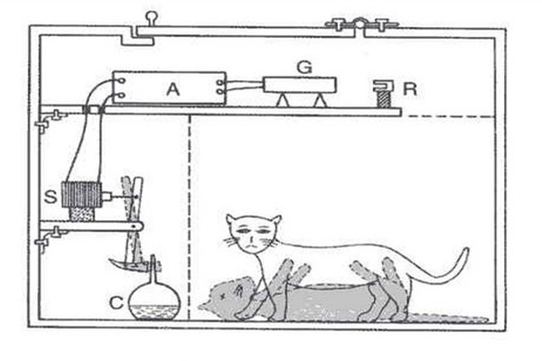 薛定谔的猫为什么恐怖 薛定谔的猫是什么实验