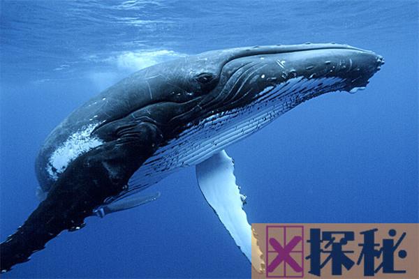 为什么鲸鱼代表爱情 鲸鱼和爱情有什么联系